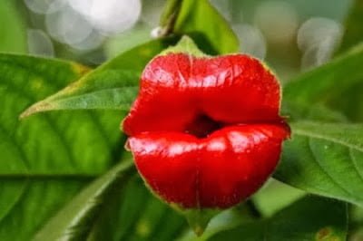 Kissing Lips Plant Information in Hindi, 