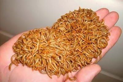 mealworm, eating as a food by human, Hindi information, Jnakari