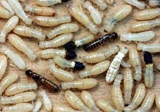 termite, eating as a food by human, Hindi information, Jnakari