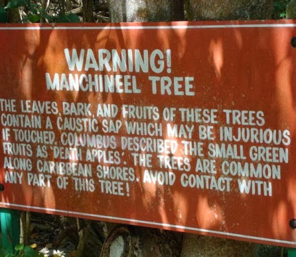 Manchineel Tree - The Most Poisonous tree On Earth, Hindi, News, Information, Jankari, 