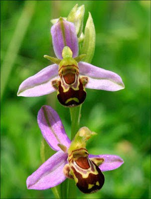 Bee Orchid, Hindi, Information, Jankari, Amazing, Adbhut, Look Like Bee,