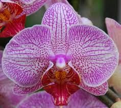 Moth Orchid, Hindi, Information, Jankari, Amazing, Adbhut, Look Like Moth, 