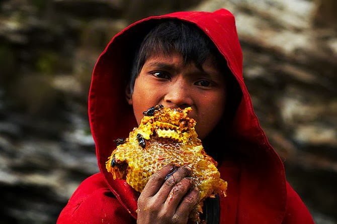 Gurung Child eating a piece of bee hives