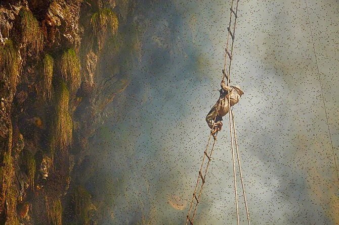 Gurung man on a ladder for honey hunting