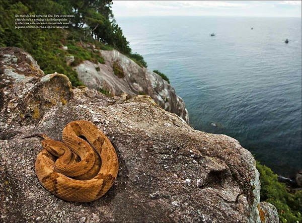 Snake Island of Brazil History, Story & Information in Hindi 