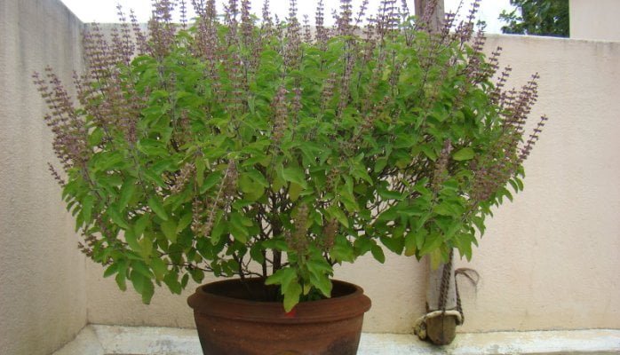 How to worship Tulsi plant at home in Hindi