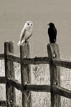 Shakun Shastra - Shakun Apshakun for owl and crow in Hindi