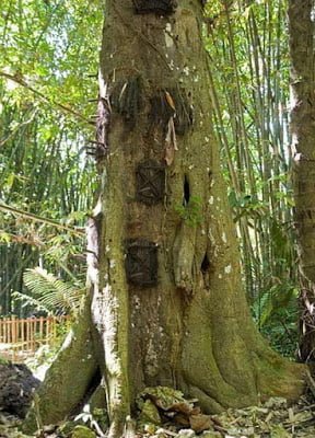 Tree graves of Indonesia Story in Hindi