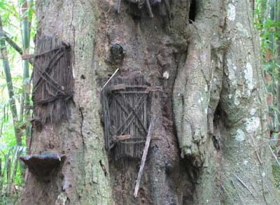 Tree graves of Indonesia  Amazing Tradition