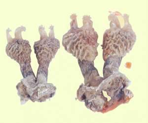tantra remedies for money, Hindi