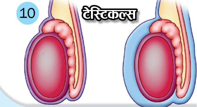 What Is The Function Of These Body Organs