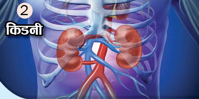 What Is The Function Of These Body Organs