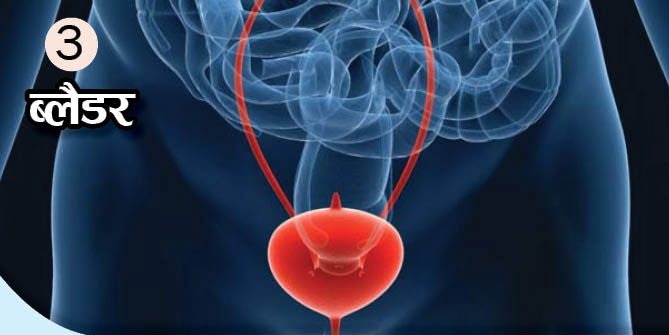 What Is The Function Of These Body Organs