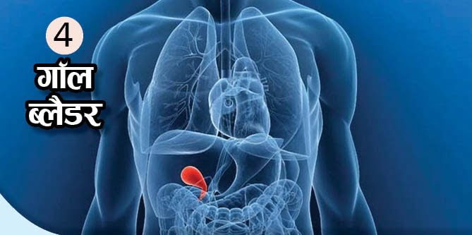 What Is The Function Of These Body Organs