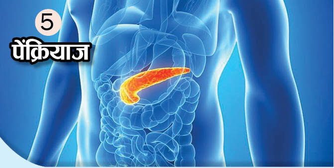 What Is The Function Of These Body Organs