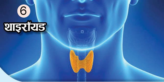 What Is The Function Of These Body Organs