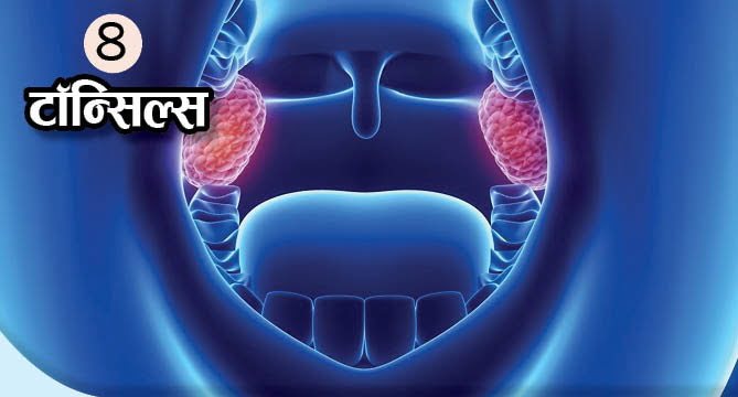 What Is The Function Of These Body Organs