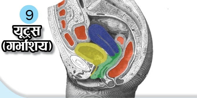 What Is The Function Of These Body Organs