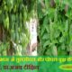 Importance Of Peepal And Tulsi In Vaisakh Month