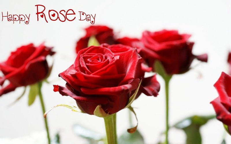 Happy Rose Day Photos