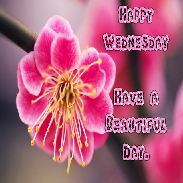 Happy Wednesday Hd Images For Facebook