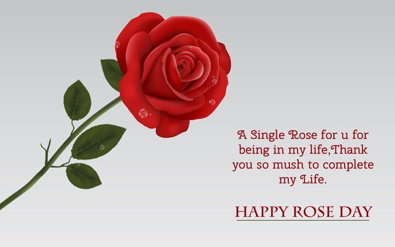 Rose Day Hd Images