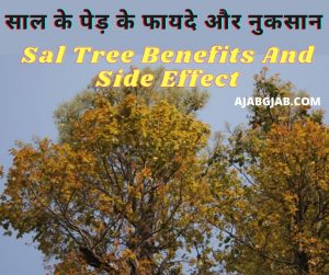 Sal Tree Benefits And Side Effect