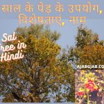 Sal Tree in Hindi